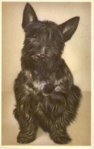 \A Black Dog \  Nice Belgian Postcard