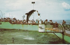 MARINELAND, Florida, 1950-60s; Feeding Time at Marine Studios, Jumping Porpoises