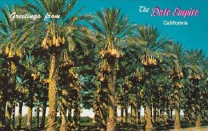 Date Grovers Laden With Fruit Greetings From The Date Empire Sainta Ana Calif...