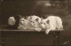 Trio of Beautiful Long-Haired White Cats c1910 Real Photo Postcard