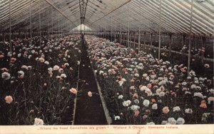 Postcard Greenhouse of Carnations Weiland & Otinger in Newcastle, Indiana~130687