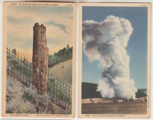 P3051, 2 old postcard petfified tree and old faithful yellowstone views