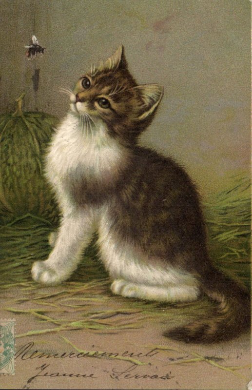 PC CATS, A CAT WATCHING A FLY, Vintage LITHO Postcard (b47118)