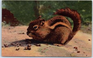 Postcard - The Chipmunk