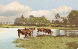 Cows pasturing near lake Nice old vintage Swiss postcard