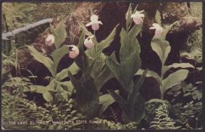 Lady Slipper Postcard