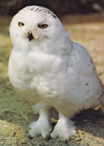 Snowy Owl Birdworld Surrey Bird 1980s Park Postcard