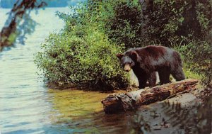 Yearling Cub Black Bear Easter United States Bear Unused 