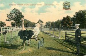 FL, Jacksonville, Florida, Ostrich Farm, Driving Ostrich, M. Marshall No. 1107