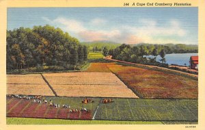 Cranberry Plantation Cape Cod, Massachusetts, USA 1942 