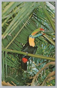 Animal~St Petersburg Florida~Sunken Gardens~Sulphur Breasted Toucan~1960s Pc 