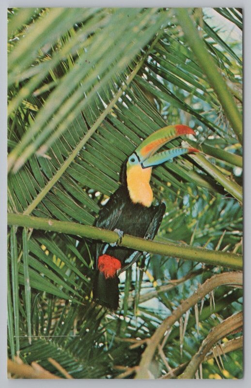 Animal~St Petersburg Florida~Sunken Gardens~Sulphur Breasted Toucan~1960s Pc 