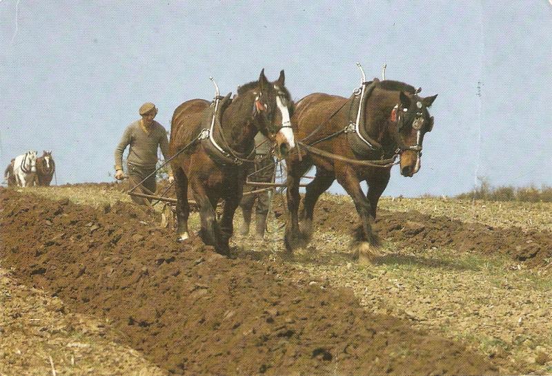 Horses. Country Scene Nice modern Emglish Postard. Continental size