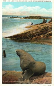 Oregon Coast OR, Sea Lion, Bull Tillamook Coast Highway, Vintage Postcard