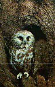 Saw-Whet Owl