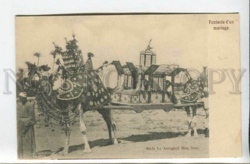 439826 EGYPT SUEZ wedding cortege on a camel Vintage postcard