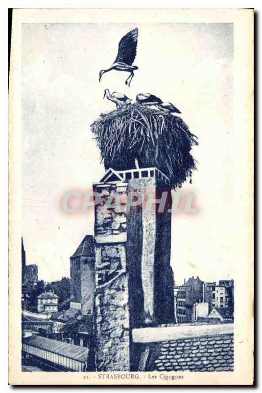 Postcard The Old Strasbourg Storks