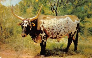 Texas Longhorn, Steer Longhorn Steer Bull Unused 