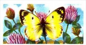 Brooke Bond Tea British Butterflies No 45 Pale Clouded Yellow