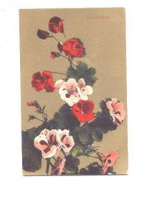 Pelargonium,, Geraniums, Flower Series Gold Background