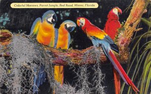 Parrot Jungle Macaws