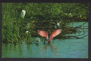 A Roseate Spoonbill feeding with other birds in the Florida Everglades pm1977