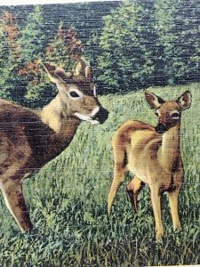 Postcard Deer Whitetail Doe with Fawn Linen Unposted Wildlife Scene