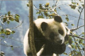 Animall. Panda Bear Nice modern American photo postcard