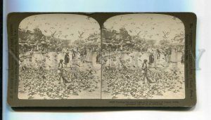 3098725 INDIA Feeding sacred pigeons in streets Jaipur STEREO