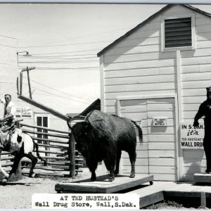 c1950s Wall SD Ted Hustead's Drug Store Tourist Trap Taxidermy Buffalo Bear A210