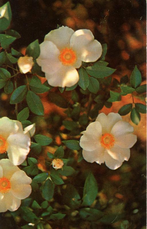 Georgia State Flower - Wild Cherokee Rose