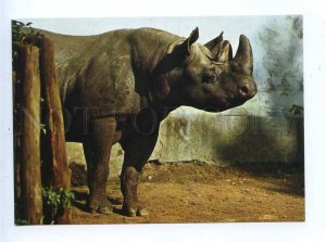 195587 Czechoslovakia ZOO rhino old postcard