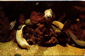 Florida Miami Seaquarium Moray Eel 1967