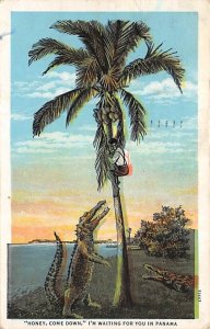 Man Climbing Palm Tree - Panama City, Florida FL  