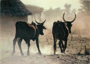 France cows black house postcard