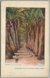 COCOANUT PALM AVENUE PUERTO RICO ANTIQUE POSTCARD PORTO RICO