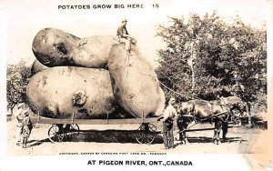 Potatoes Pigeon River, Ontario, Canada Unused real photo, image exposure righ...