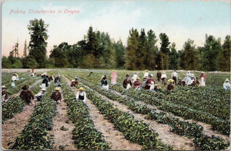 Picking Strawberries in Oregon OR Farm Workers Unused #597 Postcard H40
