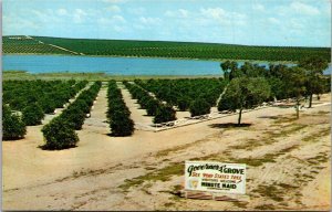 Florida Clermont Governor's Grove On Highway 27