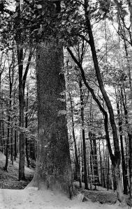 BG23258 wald hotel dicke tannen hohegelss hochharz   germany CPSM 14x9cm