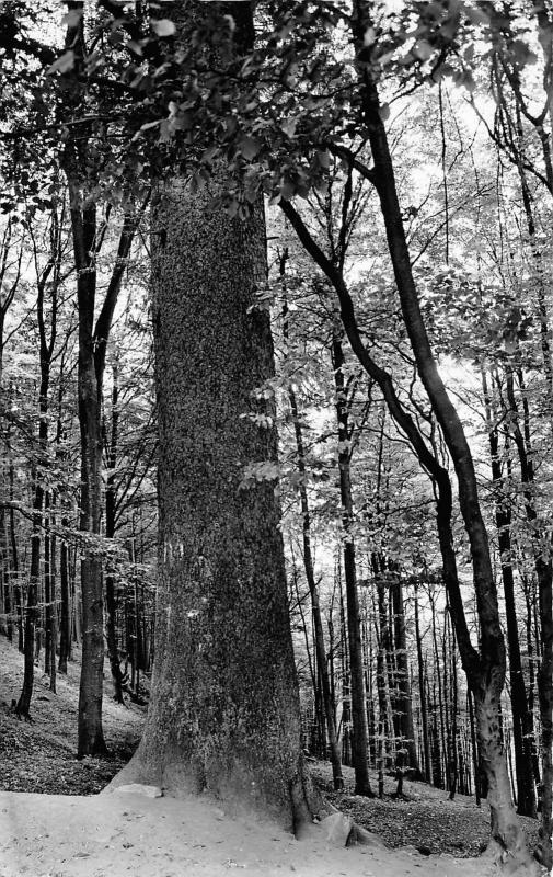 BG23258 wald hotel dicke tannen hohegelss hochharz   germany CPSM 14x9cm