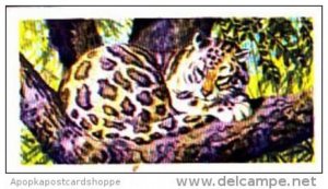 Brooke Bond Trade Card Asian Wildlife No 12 Clouded Leopard