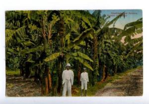 133072 GREETINGS from JAMAICA Banana plant Vintage postcard