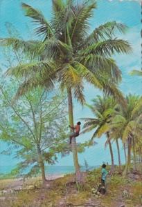 Cayman Islands Natives Climbing For Coconuts