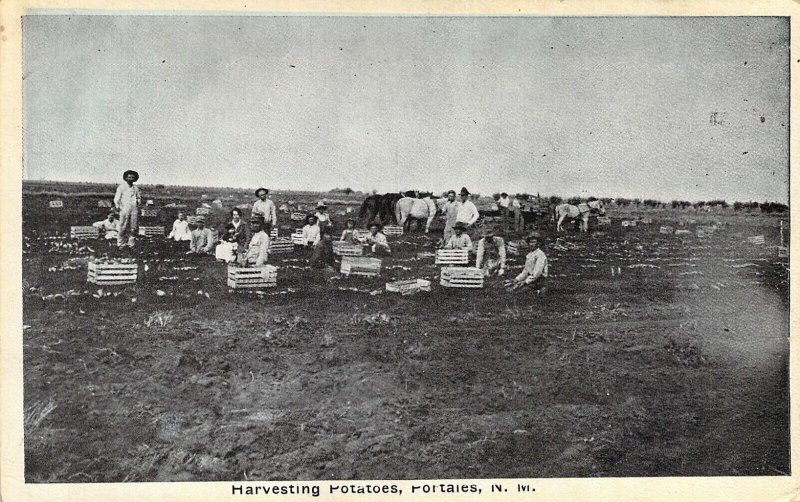 Harvesting Potatoes, Portales, NM, New Mexico Old Postcard