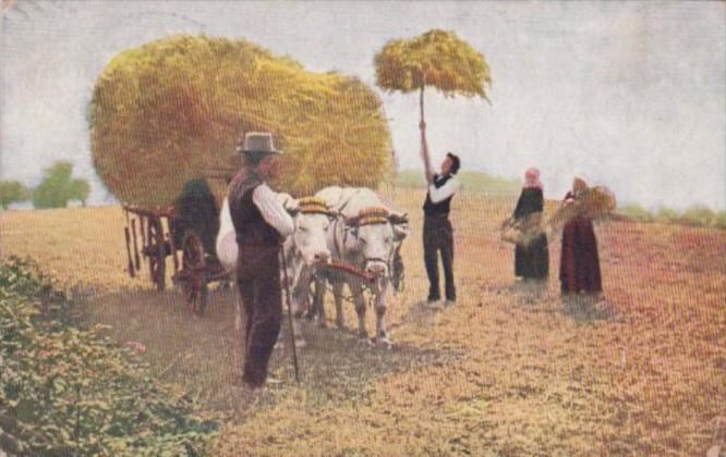 Farmers Loading Ox Cart With Hay 1908