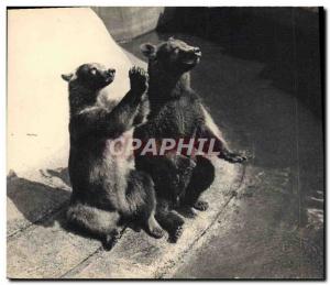 Old Postcard Bear Zoo Bois de Vincennes Paris A couple & # brown 39ours