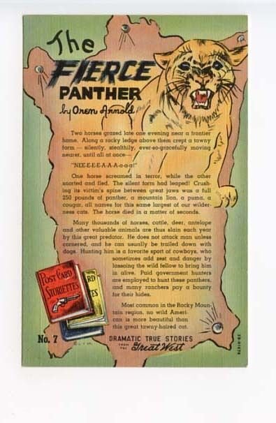 Great West True Stories The Fierce Panther Curt Teich Postcard
