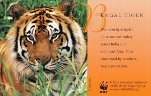 Bengal Tiger World Wildlife Fund Warning