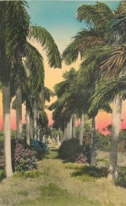 Postcard Florida Royal Palms 3000-5 1920s Sonny Scenes 23-1278